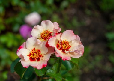 Parlak yaz renklerinde, kenarlarında parlak beyaz taçyaprakları olan güzel, çiçek açan güller.