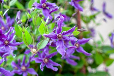 Parlak güneşli bir günde bahçede bir klematis çalısı