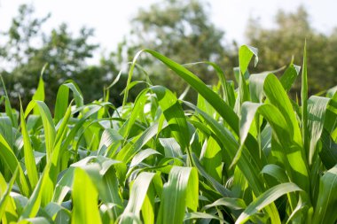 Bir yaz bahçesinin ortasında, bir mısır bahçesinin yeşil yaprakları.