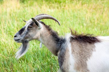 Sıcak bir yaz günü köyde tasmalı çok tatlı bir keçinin portresi.