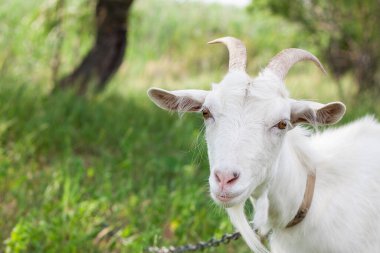 Sıcak yaz gününde köyde tasmalı çok tatlı beyaz bir keçinin portresi.