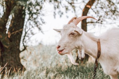 Sıcak yaz gününde köyde tasması olan çok tatlı beyaz bir keçinin portresi.)