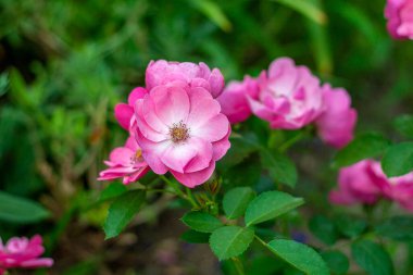 Pembe kenarları olan küçük parlak beyaz güller