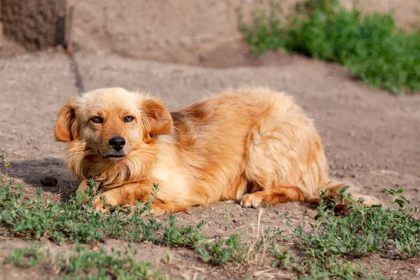 one cool red dog on a leash in the village guards the estate and