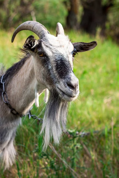 Porträt Einer Sehr Niedlichen Ziege Mit Halsband Dorf Heißen Sommer — Stockfoto