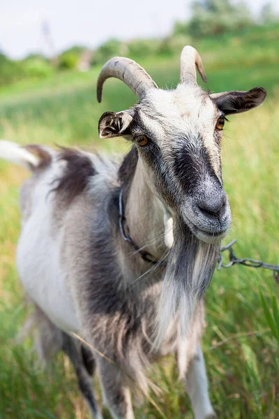 Porträt Einer Sehr Niedlichen Ziege Mit Halsband Dorf Heißen Sommer — Stockfoto