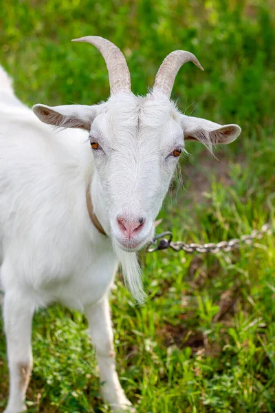 Retrato Una Cabra Blanca Muy Linda Con Collar Pueblo Verano — Foto de Stock