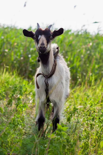 Retrato Uma Cabra Muito Bonito Pequeno Bebê Com Colarinho Aldeia — Fotografia de Stock