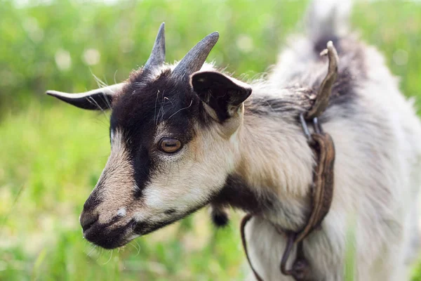 Retrato Uma Cabra Muito Bonito Pequeno Bebê Com Colarinho Aldeia — Fotografia de Stock