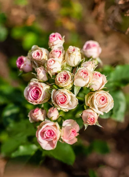 Eine Gruppe Kleiner Blühender Gelber Rosen Mit Rosa Rändern — Stockfoto