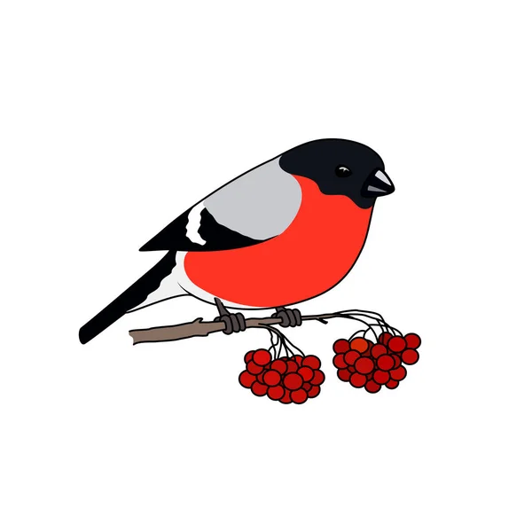 Bullfinch Sentado Una Rama Con Racimos Rowan Aislados Sobre Fondo — Archivo Imágenes Vectoriales