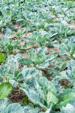 bahçeden taze organik sebze