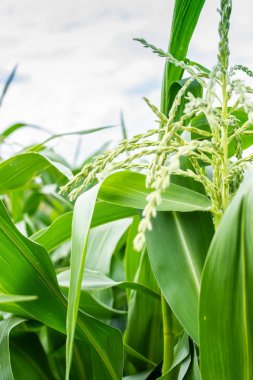 yeşil mısır yaprakları