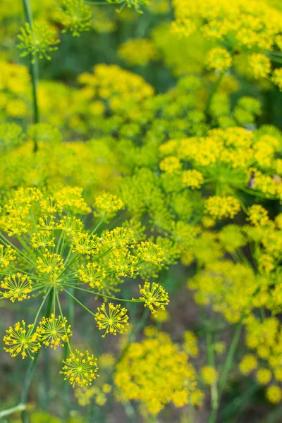 Background with dill — Stock Photo, Image