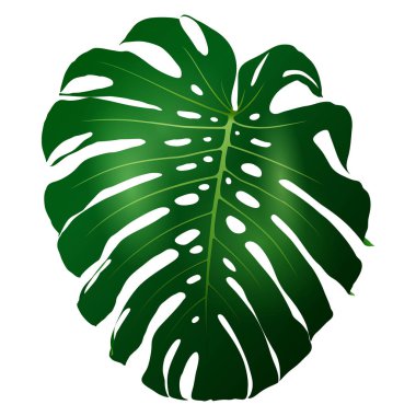 yeşil yaprak Monstera bitki