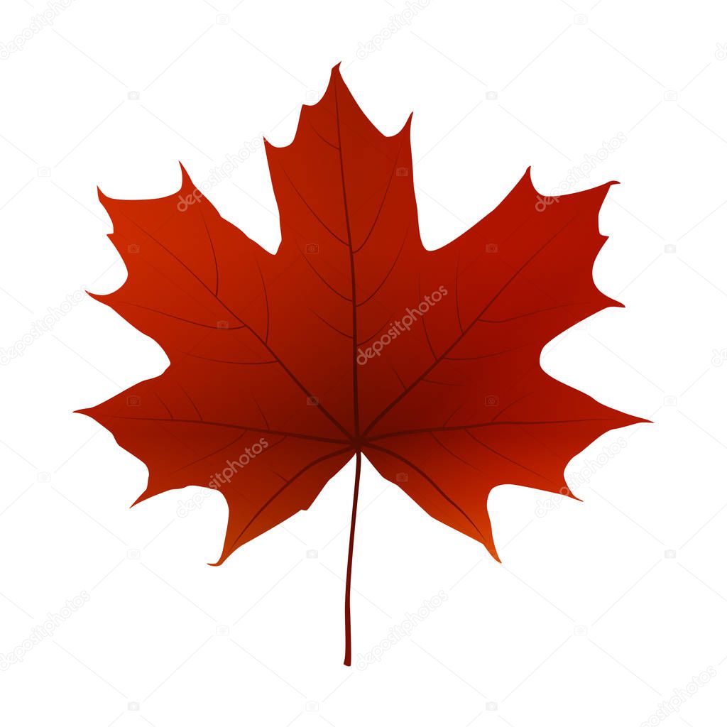 Fall red maple leaf