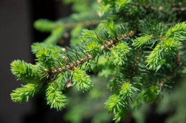 Genç bir yeşil ladin dalına yakın çekim.