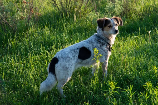 Cão Branco Manchado Campo Verde — Fotografia de Stock