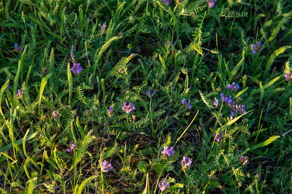 Tło Małych Fioletowych Kwiatów Zielonej Łące — Zdjęcie stockowe