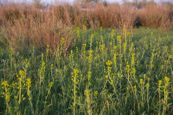 Tło Zielonej Trawy Żółtymi Kwiatami Czerwonymi Krzewami — Zdjęcie stockowe