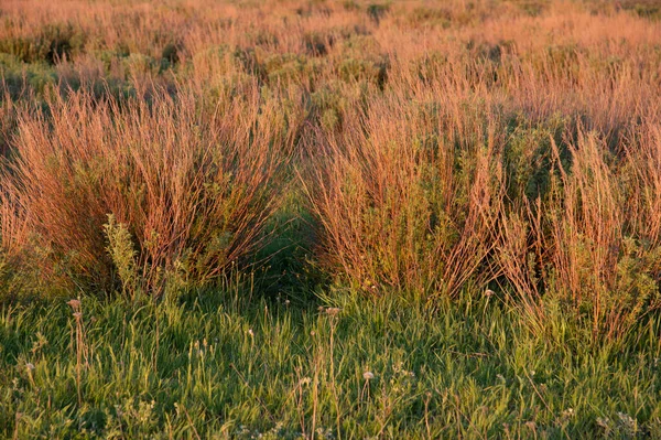 Hintergrund Roter Büsche Auf Einer Grünen Wiese Zur Goldenen Stunde — Stockfoto