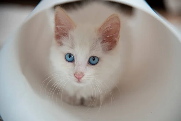 Закрыть Белого Котенка Голубыми Глазами Белой Трубе — стоковое фото
