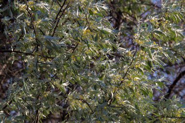 Rüzgarda çiçek açan ağaçların sarı çiçekleriyle yapraklar.