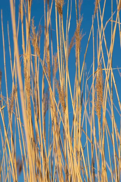 Złote Łodygi Trawy Błękitne Niebo Streszczenie Naturalnego Tła — Zdjęcie stockowe