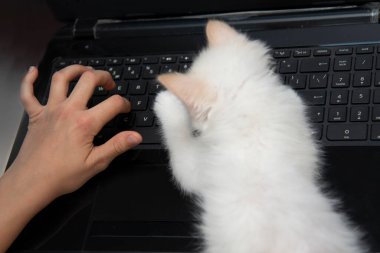 Laptop klavyeli bir kız ve kedi yavrusunun eli. 