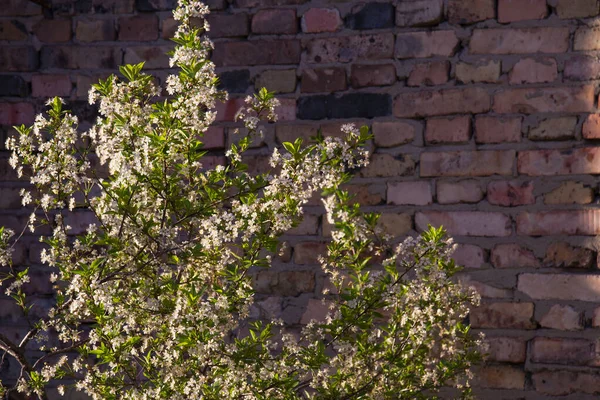 Цветущая Сакура Фоне Старой Кирпичной Стены — стоковое фото