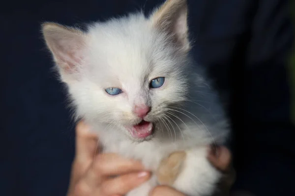 Маленький Белый Котенок Голубыми Глазами Мяукает Руках — стоковое фото