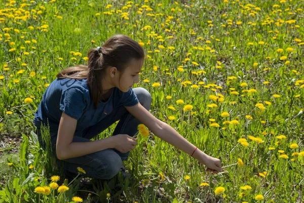 Meisje Verzamelt Gele Paardebloemen Het Gazon Een Zonnige Dag — Stockfoto