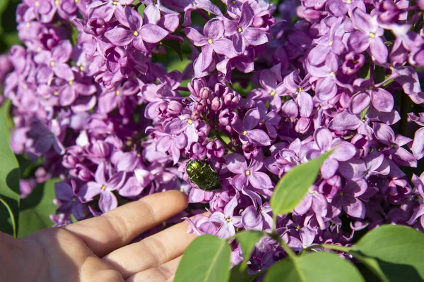 Child\'s hand and a bright green beetle on a blossoming lilac.