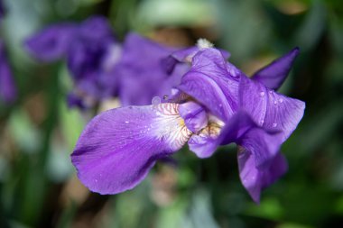 Yeşil arka planda parlak mor bir iris çiçeğinin yakın plan görüntüsü