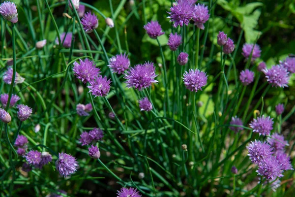 Cipolle Verdi Fiore Nel Giardino Casa — Foto Stock