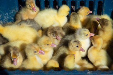 Küçük sarı ördek yavruları bir çekmecede oturuyor..