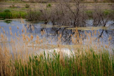 Yazın sazlıklarıyla bataklık manzarası.