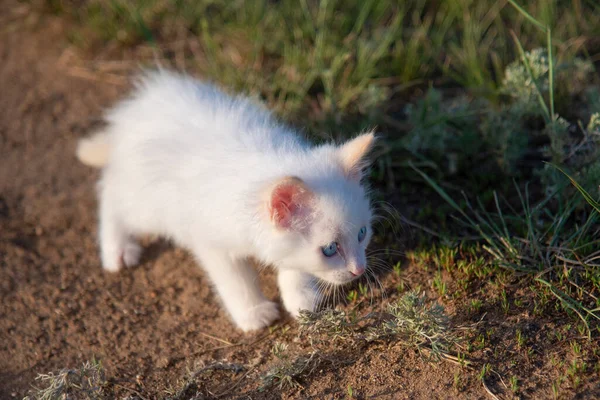 Ένα Μικρό Άσπρο Γατάκι Κυνηγάει Ένα Πράσινο Λιβάδι — Φωτογραφία Αρχείου