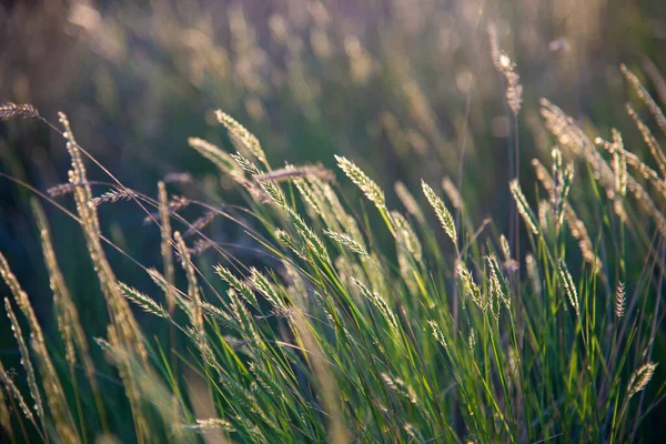 Grama Verde Com Penas Nos Raios Sol Dourado Dourado — Fotografia de Stock