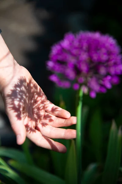 Детская Рука Ловит Тень Большого Красивого Цветка — стоковое фото