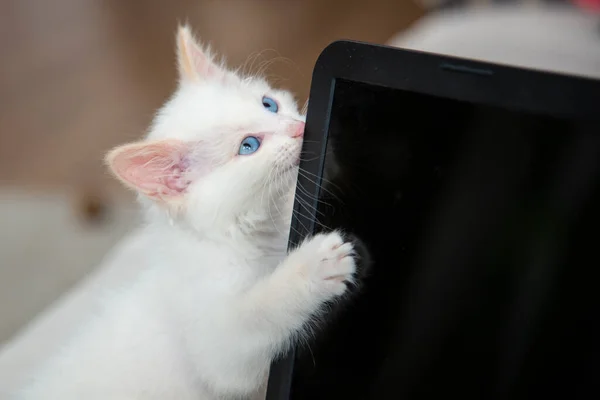 White kitten with blue eyes hugs a laptop.
