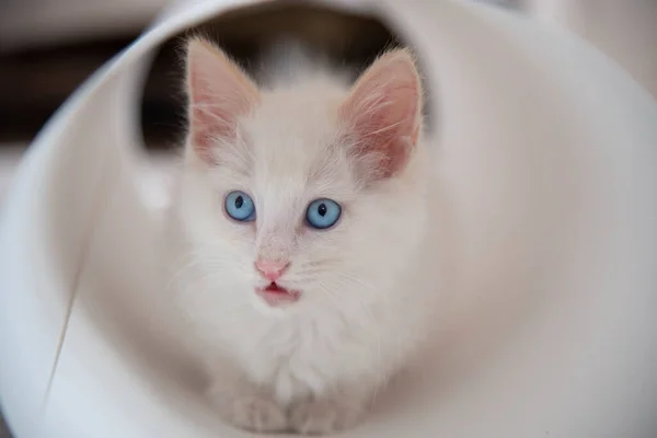 Chat Blanc Aux Yeux Bleus Ouvert Bouche Assis Papier Blanc — Photo