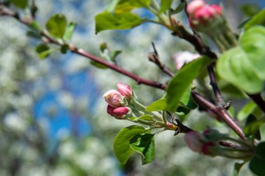 Baharda çiçek açan elma çiçekleri.