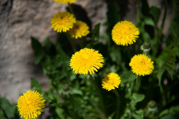 Pissenlits Jaunes Fleurs Printemps — Photo