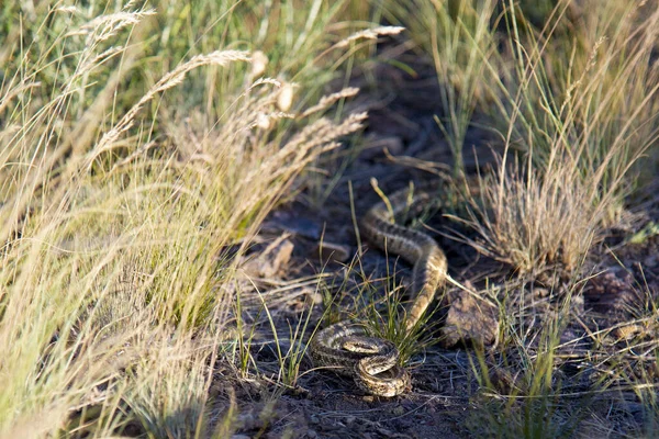 Kígyó Kuporog Fűben Mezőn — Stock Fotó