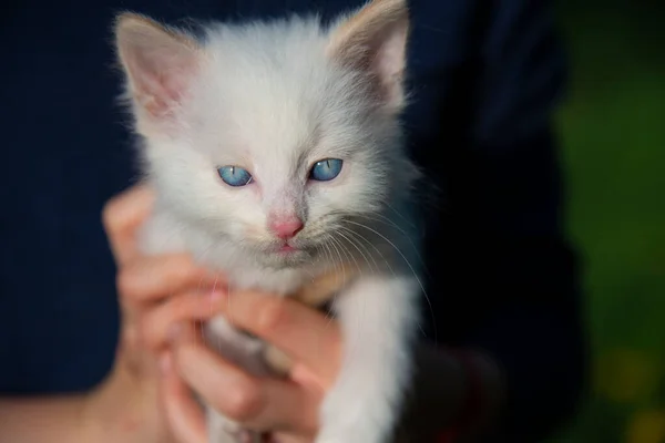 Close Small White Kitten Blue Eyes Children Hands — стоковое фото