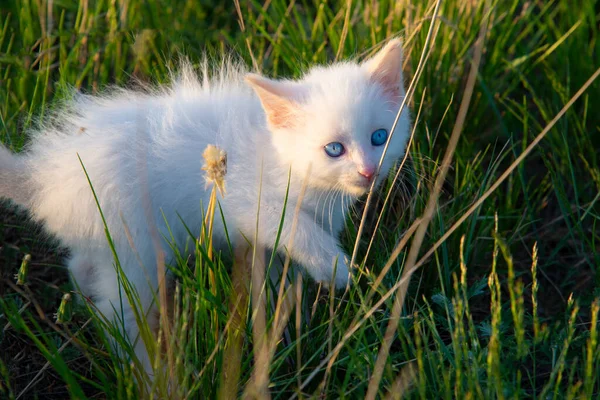 Kis Fehér Cica Zöld Fűben — Stock Fotó