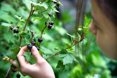 Kız çalılıktan kuşüzümü topluyor..