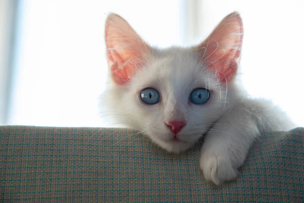 Mavi Gözlü Beyaz Bir Kedi Yavrusuna Yaklaş — Stok fotoğraf