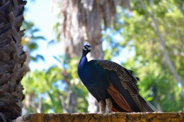 Bulanık yeşil palmiye arka planında güzel mavi tavus kuşu.